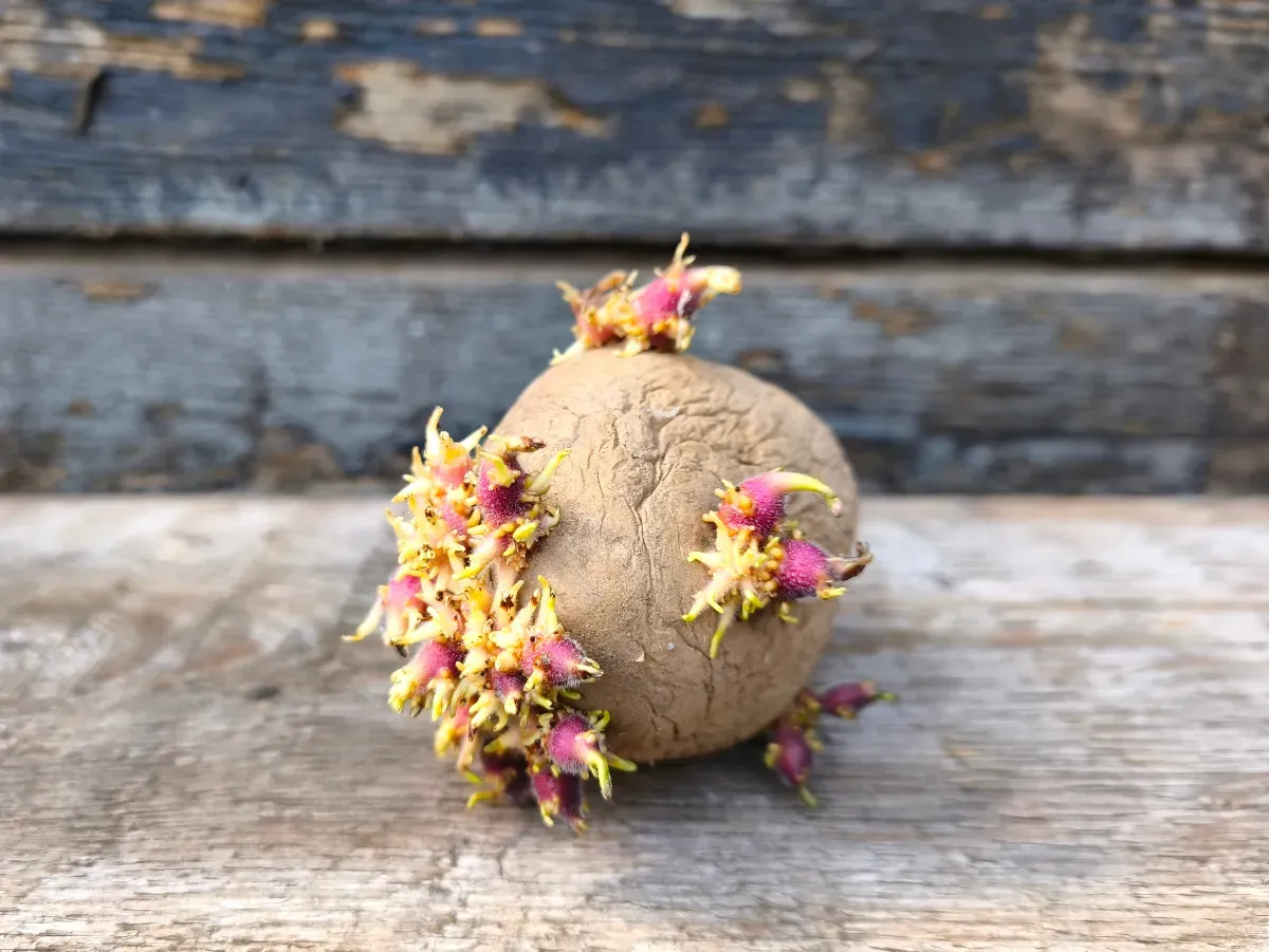 So lagerst du Kartoffeln richtig: So vermeidest du unnötigen Lebensmittelverlust