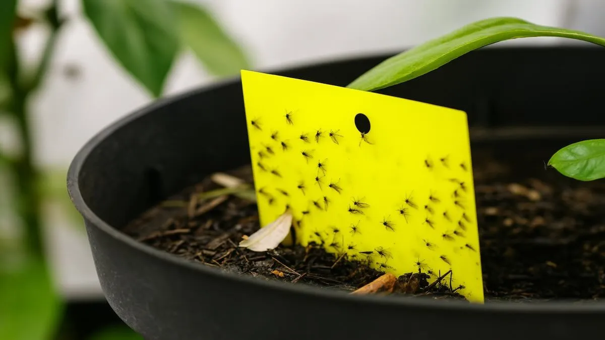 Die unsichtbare Plage: Topferdefliegen in unseren Pflanzen