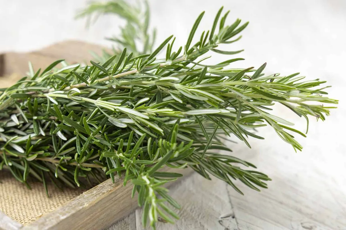 Wie Rosmarin Ihrem Zuhause neuen Schwung bringt