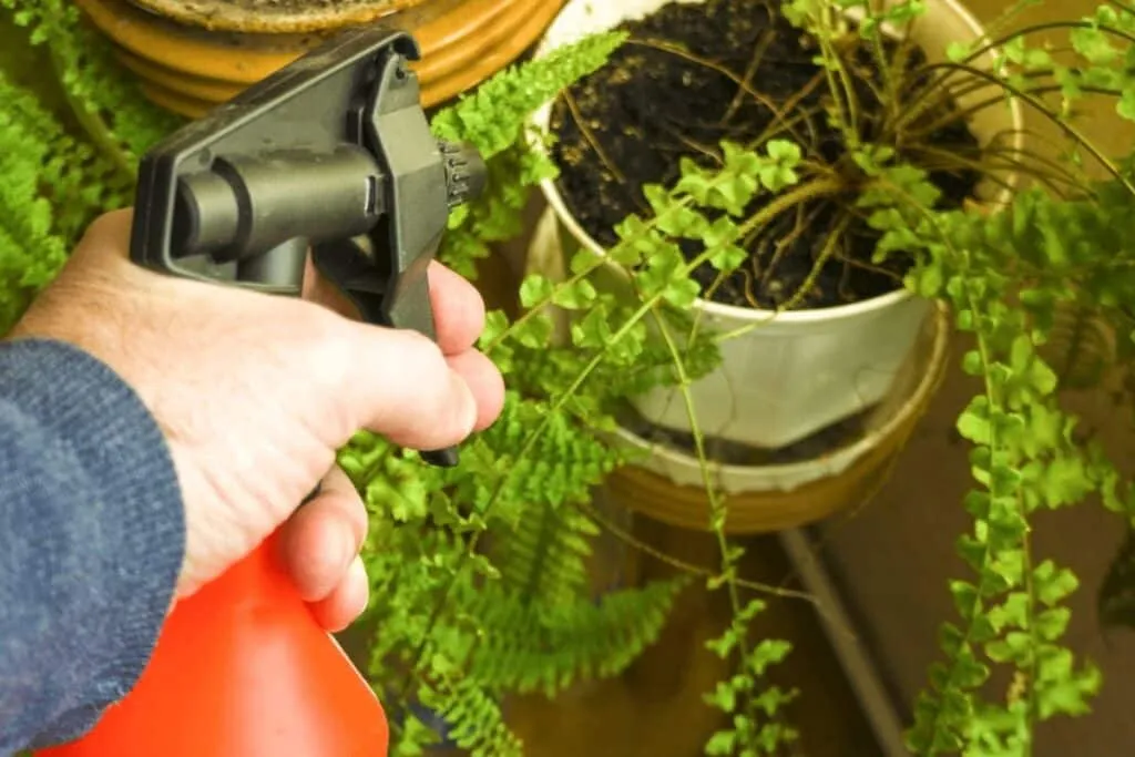 Das Comeback der schwarzen Seife im Gartenbau