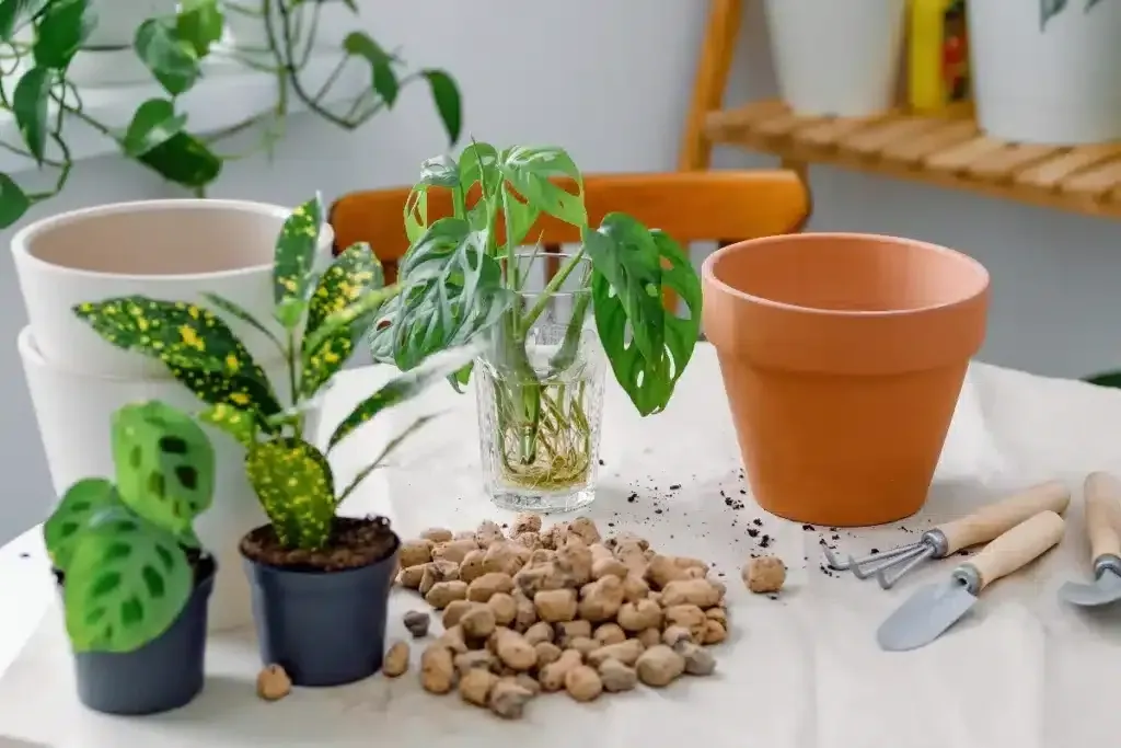 Tonkugeln: Der geheime Helfer für vitales Pflanzenwachstum